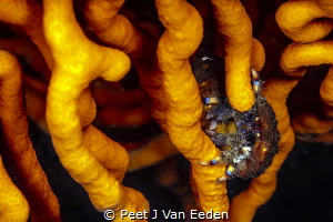 Blue striped hermit Crab in its hide away by Peet J Van Eeden 